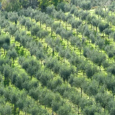 In Umbria Near Montefalco Winery Σπίτι διακοπών *